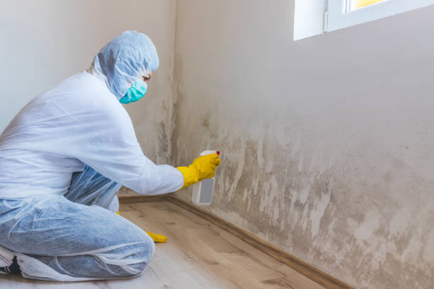 Licensed Basement Mold Removal service in Auburn, IL - WQB Mold Removal