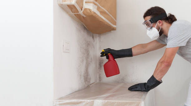 Professional Basement Mold Removal technician working in Auburn, IL