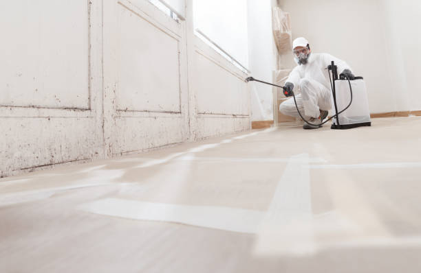 24/7 Emergency Basement Mold Removal experts in Auburn, IL