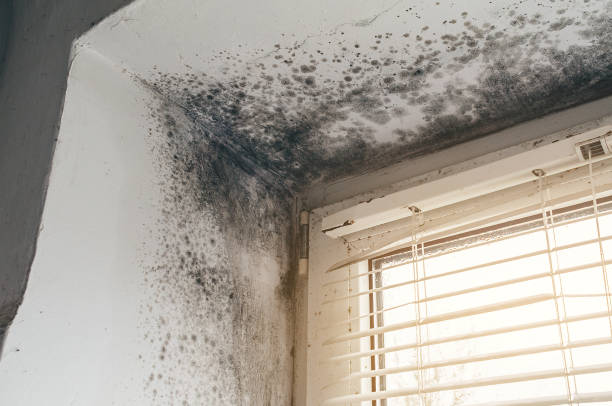 Affordable Basement Mold Removal solutions in Auburn, IL