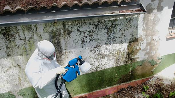 Top rated local Basement Mold Removal specialists in Auburn, IL